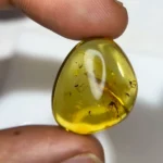 20 Ct Burmese Amber with Fossil Inclusion – Vivid Yellow Natural Gemstone