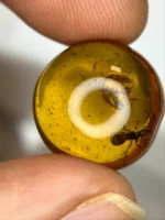 9.2 Ct Certified Burmese Amber with Insect Fossil Inclusion – Natural Round Gemstone